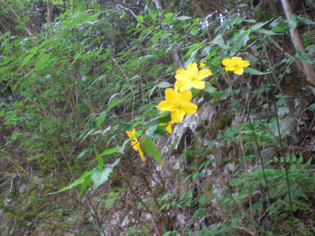ヤマブキ (1)