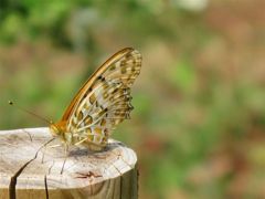 サトキマダラヒカゲ