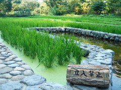 新梅田シティ里山入り口左手の続きのため池と田んぼ