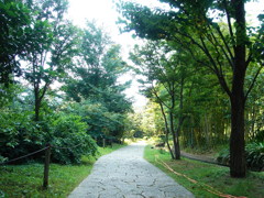 里山の中の小道