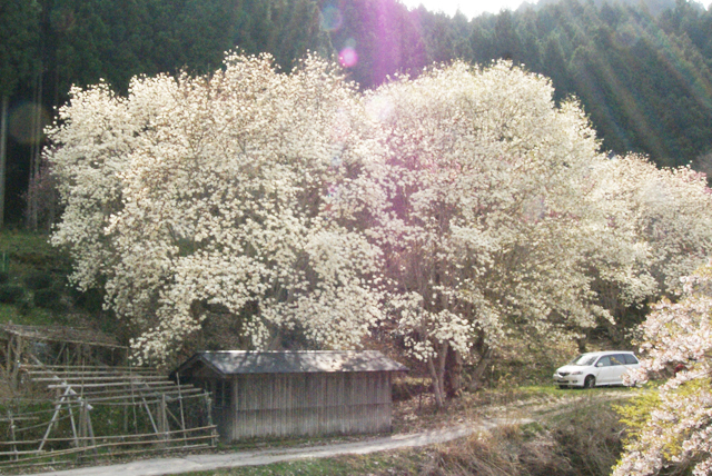 屏風岩公苑　桜