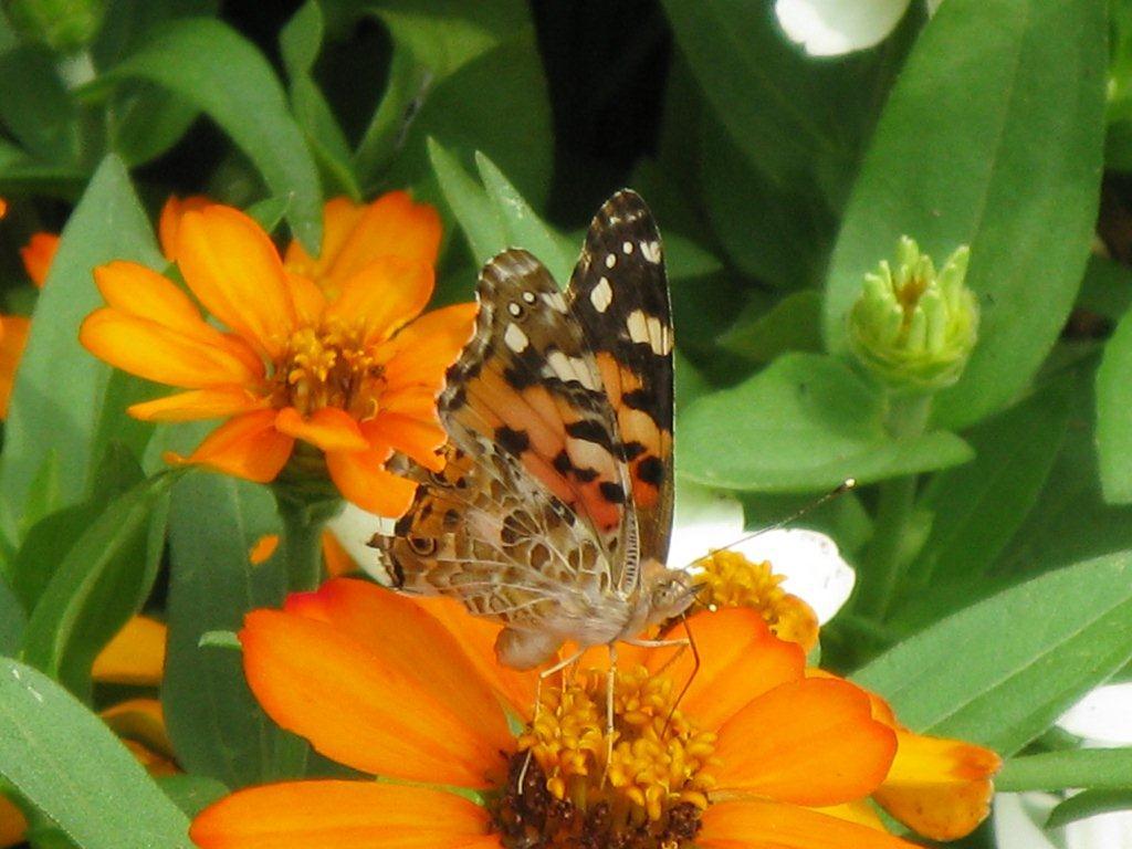 ヒメアカタテハ（生駒遊園地）