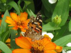 ヒメアカタテハ（生駒遊園地）