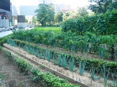 新梅田シティ里山入り口左手もういっちょ♪