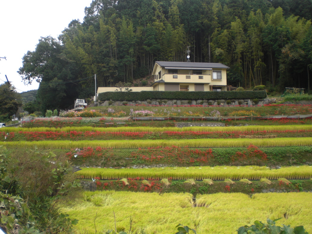大岩の里