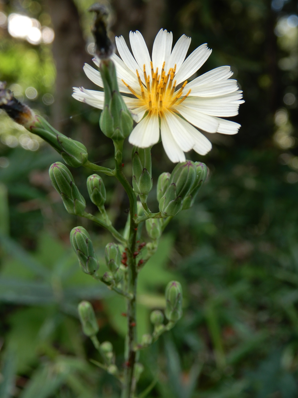 アキノノゲシ (2)