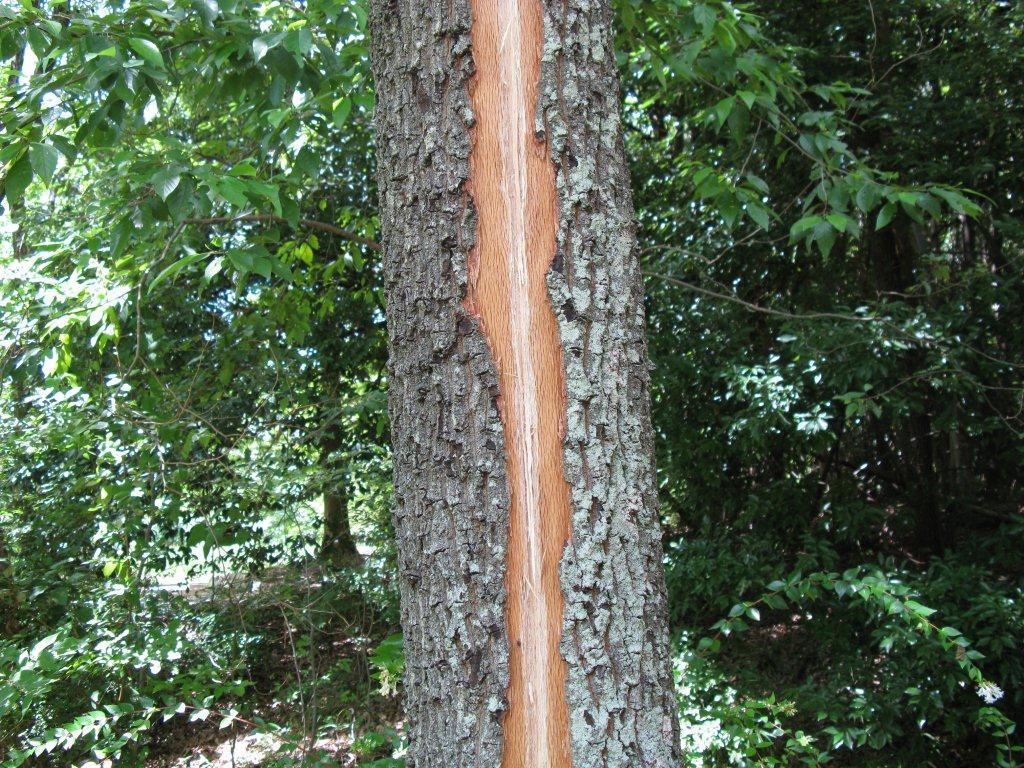 カミナリの爪痕（万博公園）1