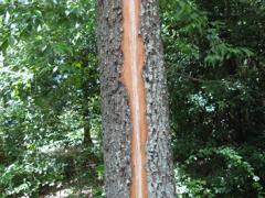 カミナリの爪痕（万博公園）1