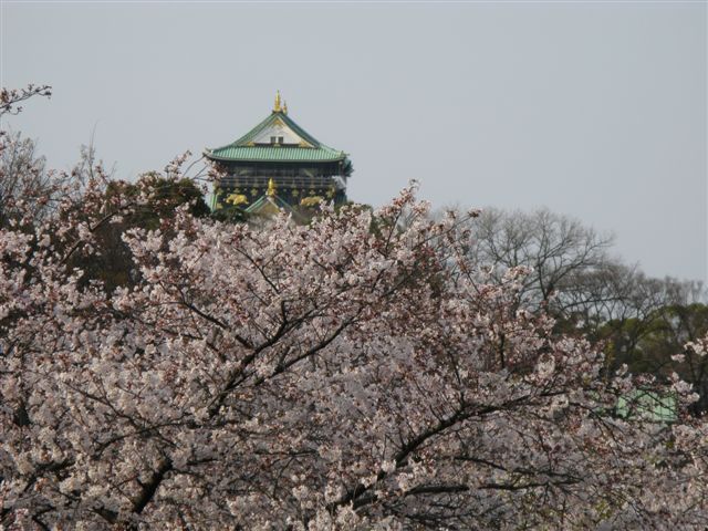 大阪城の桜