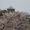 大阪城の桜