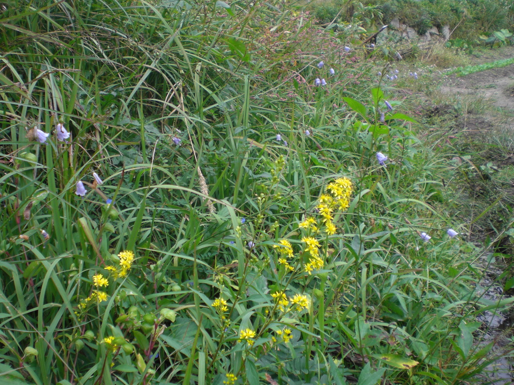 秋の草花たち