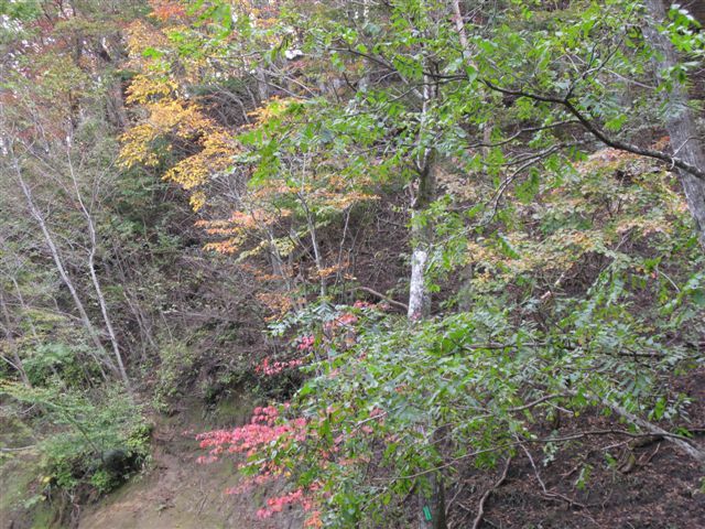 紅葉遠景２