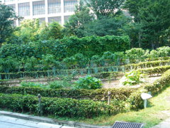 新梅田シティ里山入り口左手