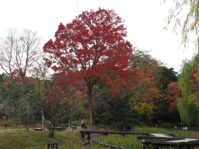 日本庭園ショウブ池
