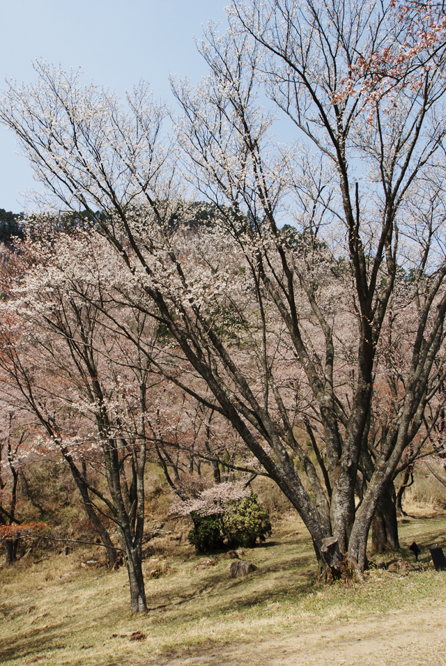 奈良県屏風岩公苑の桜