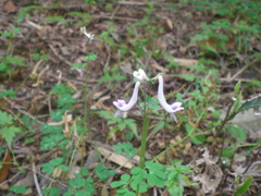 ジロボウエンゴサク