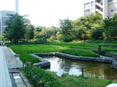 新梅田シティ里山入り口左手の続きのため池