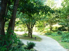 里山の中の小道・分かれ道