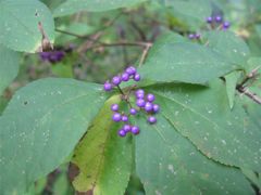 ムラサキシキブ