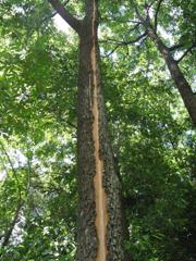 カミナリの爪痕（万博公園）3