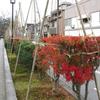 堀のドウダンツツジ