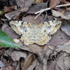 DSCN3902