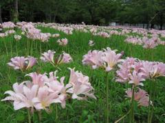 ナツズイセン（万博公園）