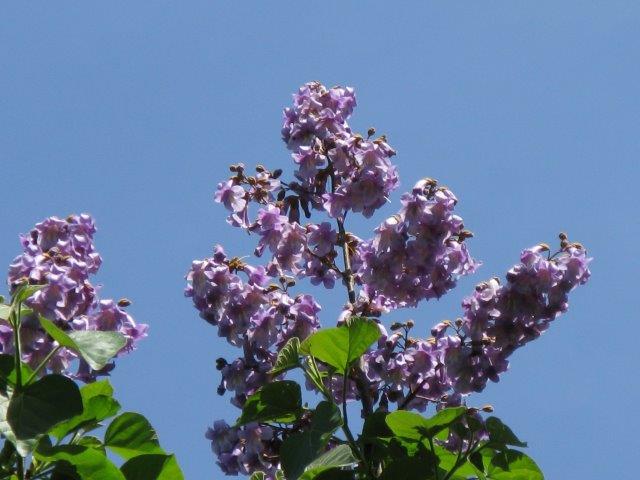 キリの花