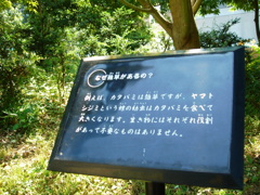 雑草のある理由