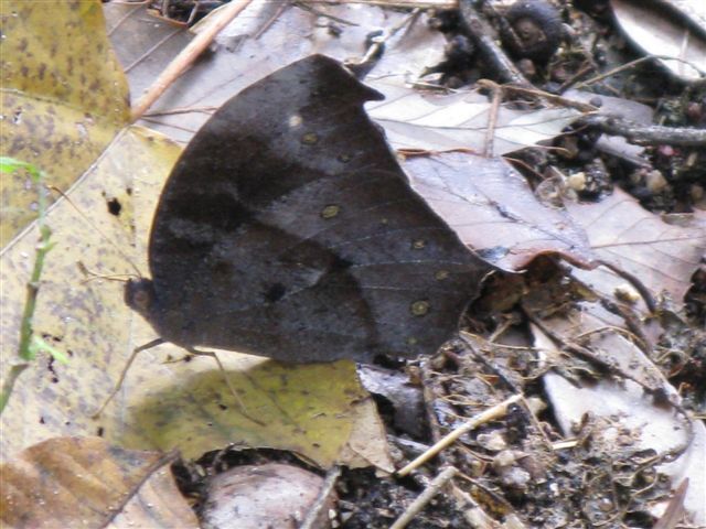 藪の忍者クロコマノチョウ