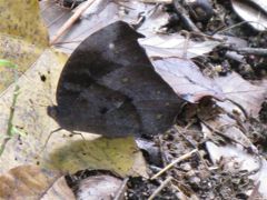 藪の忍者クロコマノチョウ