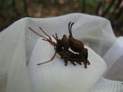 シャチホコガの幼虫