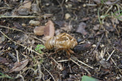 レッツ久宝探検隊☆20110828