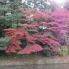 堀の紅葉