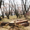 奈良県屏風岩公苑の桜