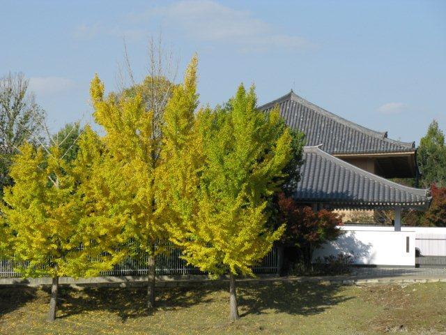 正倉院イチョウ