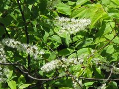 ウワミズザクラ