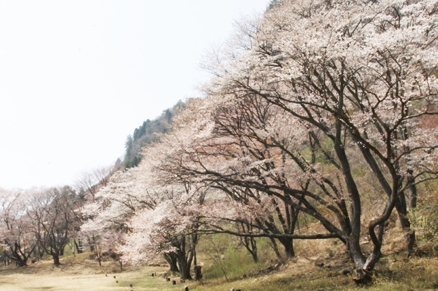 奈良県屏風岩公苑の桜