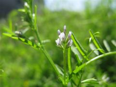 スズメノエンドウ