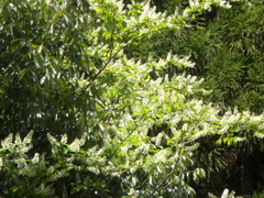 ウワミズザクラ