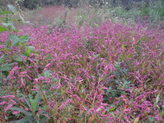 咲き乱れるイヌタデ