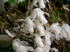 ギンリョウソウ