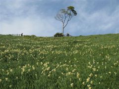 淡路島のスイセン畑