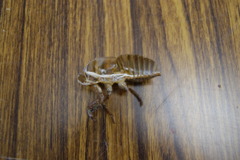 レッツ久宝探検隊☆20110828