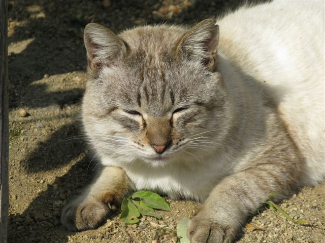 ひなたぼっこ