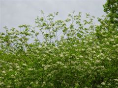 マルバアオダモの花