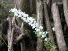 サラシナショウマ