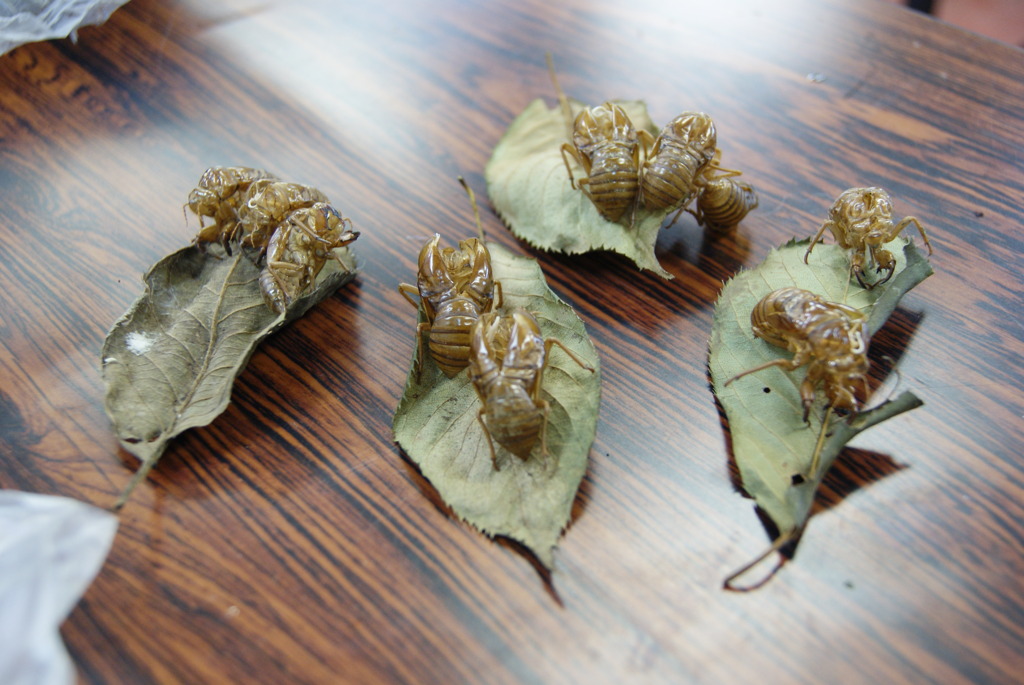 レッツ久宝探検隊☆20110828