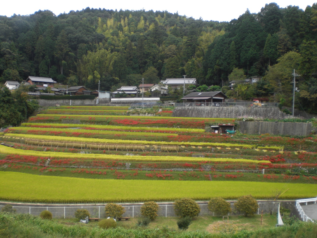 大岩の里