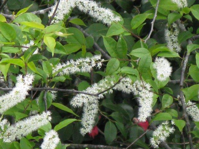 ウワミズザクラ